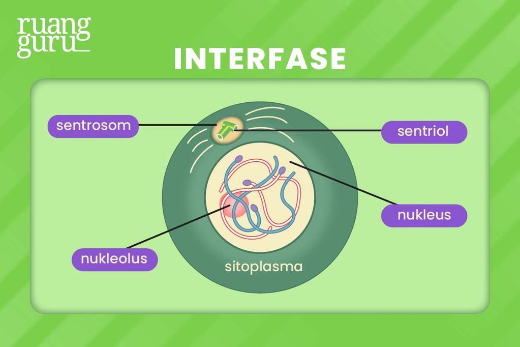 Pengertian & Tahap-Tahap Pembelahan Sel Mitosis | Biologi Kelas 12